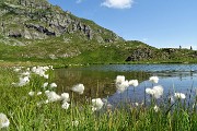 38 Bianchi eriofori al  Lago di Ponteranica inf.